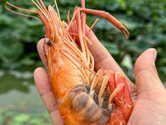 -七的湖·晚芳亭·阳澄湖农家菜·大闸蟹(莲花岛店)