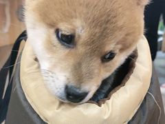 -唐小姐の猫狗洗护·购宠旗舰店(周浦万达店)