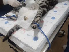 -灵美宠物诊所