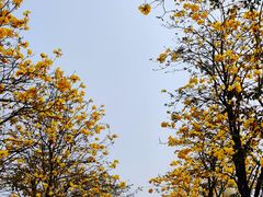 -洲头咀公园