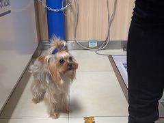 -宠福鑫康馨动物医院·骨科·眼科