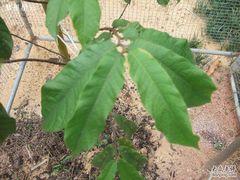 -广州神农草堂中医药博物馆