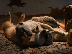 -正佳雨林生态植物园
