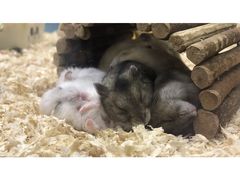 -钓仓鼠(洋桥北里小区店)