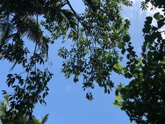 -南宁良凤江国家森林公园