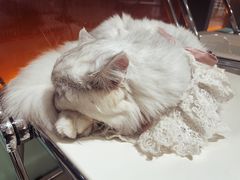 -怪兽屋·羊驼·猫咖·狗咖(俊华广场店)