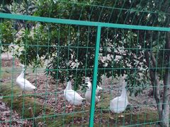 -呼吸森林·生态农庄农家乐私房菜