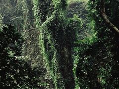 -西双版纳原始森林公园