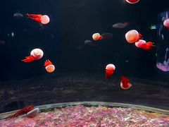 -欢乐海岸海洋奇梦馆