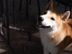 -柴犬高等学院·狗咖·柴犬售卖·宠物训练