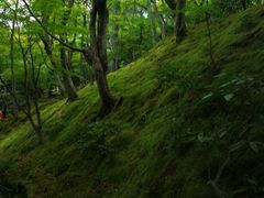 -常寂光寺