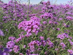 -赛汗塔拉风情园