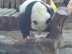 -石家庄市动物园