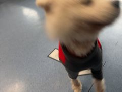 -顺强宠物诊所·狂犬免疫·夜诊·骨科(嘉定店)