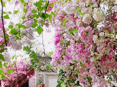 -深圳国际园林花卉博览园