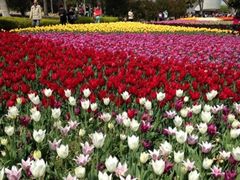 iphone_upload_pic-上海鲜花港