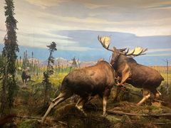 -美国自然历史博物馆