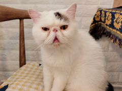 -平行世界·猫咖(首经贸店)