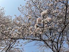 -西北湖绿化广场
