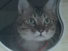 -博特宠物医院24h犬猫全科.骨科·异宠
