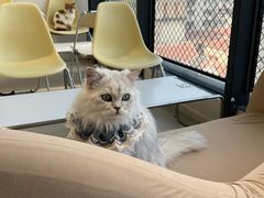 -怪兽屋·羊驼·猫咖·狗咖(俊华广场店)