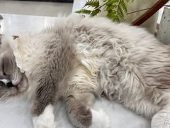 -共舞时光猫咖·狗咖(新街口店)
