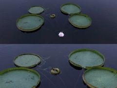 -荷塘月色湿地公园·向阳花洲