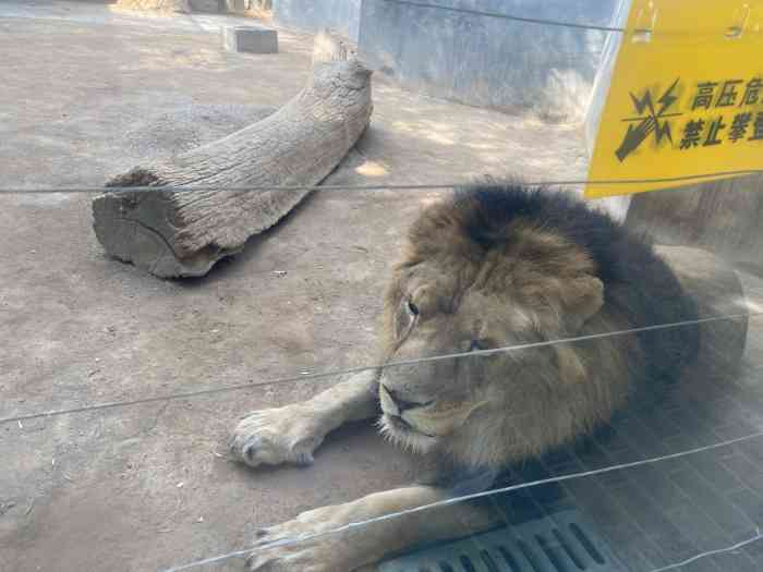银川动物园-"小时候经常去,感觉动物不是特别多,但还是.