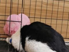 -联合动物医院(光谷诊疗中心)