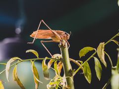 -上海大自然野生昆虫馆(东方明珠·爬宠昆虫探索中心)