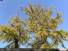 -江南蟹壳皇(新民桥店)