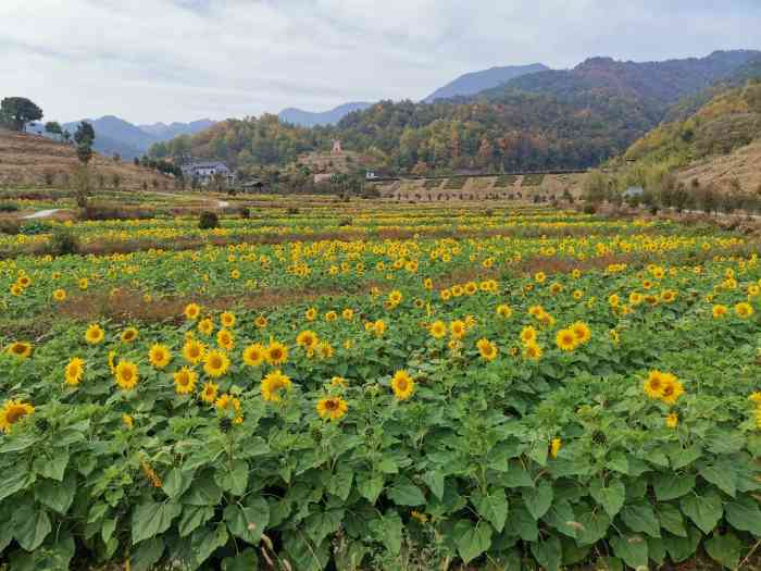 象田油菜花基地-"去年10.1和家里人自驾去的象田,当时是.