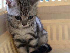 -猫大福·Fortune Cat猫舍(百子湾店)