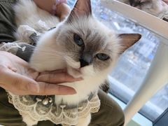 -怪兽屋·羊驼·猫咖·狗咖(俊华广场店)