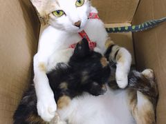 -瑞派宠物医院(搏威敦和院)