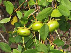 -东寨港红树林旅游区