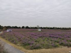 -上海杨姆庄园