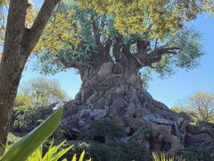 -奥兰多迪士尼动物王国乐园