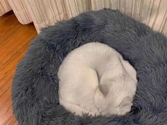 -宠福鑫康馨动物医院·骨科·眼科