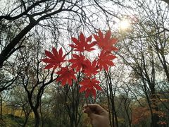 -龙道沟景区