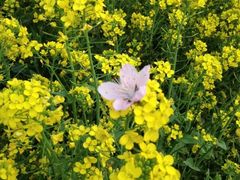 iphone_upload_pic-南汇桃花村
