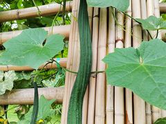 -中国天府农业博览园