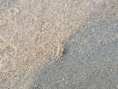 -东海岛旅游度假区