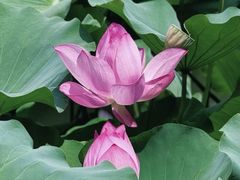 -羊亭河湿地公园