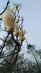 -PinooTattoo皮奴刺青纹身设计总部