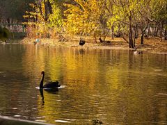 -长白岛森林公园