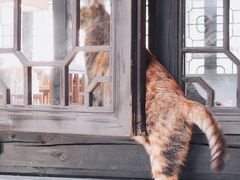 -猫的天空之城概念书店(杭州南宋御街店)