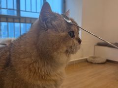 -有喵·猫咖·狗咖·30几只猫10只小狗(岗厦店)