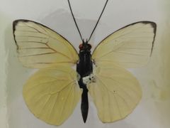 -上海昆虫博物馆