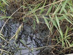 -鹦鹉洲湿地公园